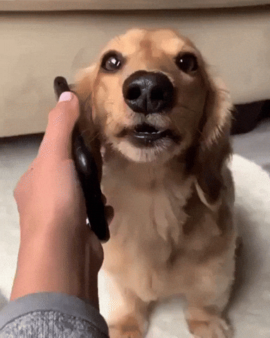 Dog Wow GIF by JustViral.Net