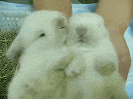 bunnies snuggle GIF