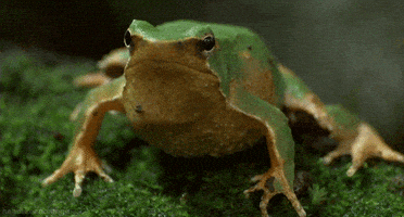 darwin's frog GIF by Head Like an Orange