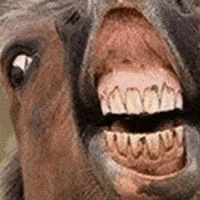 horse lmao GIF horse lmao GIF