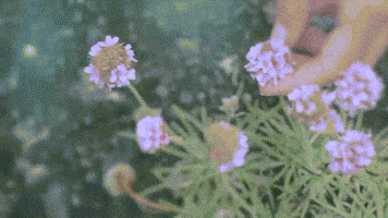 flowers GIF