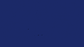 classical music animation GIF by Pierre-Julien Fieux