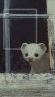 GIF by His Dark Materials