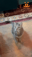 Best Friends GIF by Best Friends Animal Society