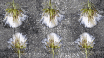 digital artist glitch GIF by Crystal Beiersdorfer