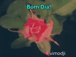 Bom Dia GIF by Vimodji