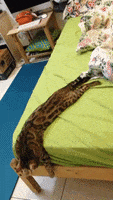 Sleepy Cat GIF by JustViral.Net