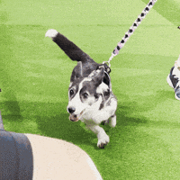 Westminster Dog Show Dogs GIF by Westminster Kennel Club
