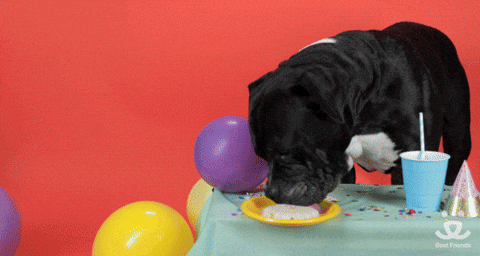 gif-Adopt Happy Birthday GIF by Best Friends Animal Society