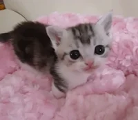 mikomrrp's avatar