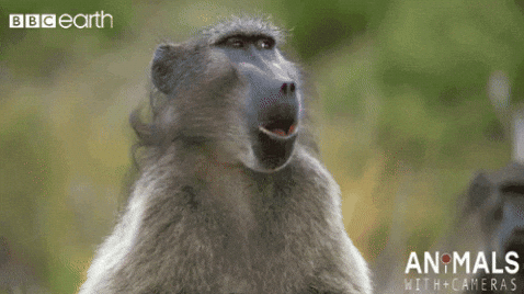 Cabin Fever Reaction GIF by chuber channel by chuber