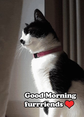 Good Morning Hello GIF by miciathecat