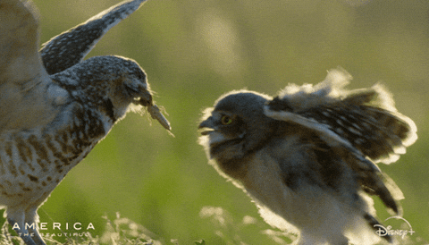 America Earth GIF by Nat Geo Wild by natgeowild