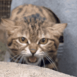 Angry San Diego Zoo GIF by San Diego Zoo Wildlife Alliance by sandiegozoo