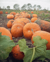 Pumpkin Patch Halloween GIF by Hunter Preston Pumpkin Patch Halloween GIF by Hunter Preston
