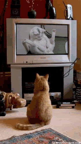 Giphy - cat pron GIF