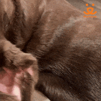 Best Friends Dog GIF by Best Friends Animal Society