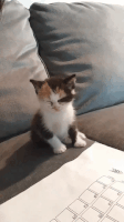 aww sleepy kitten GIF