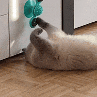 Happy Cat GIF
