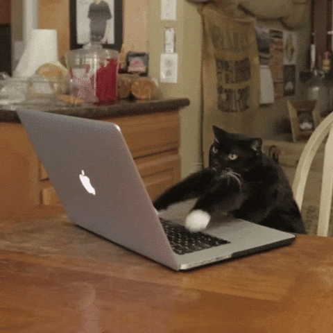 Giphy - Cat Working GIF