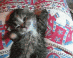 Baby Buenos Dias GIF by Good Morning GIFs