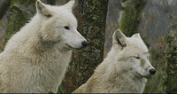 wolves GIF