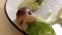 Head Eating GIF