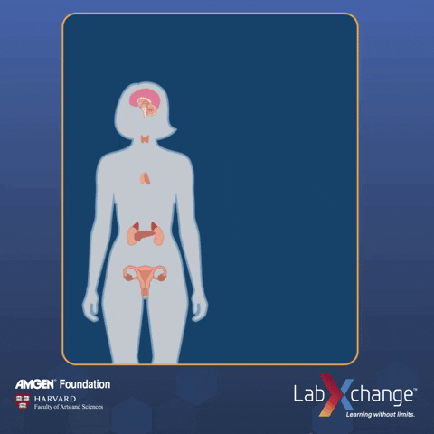 labxchange  GIF