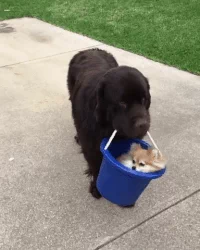 Dog Puppy GIF