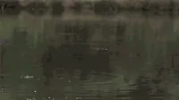 Slow Motion Bird GIF by HuffPost