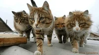 Cats Gang GIF