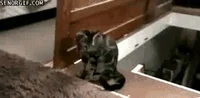 Cat Push GIF by Cheezburger