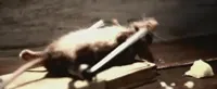 Rats GIF