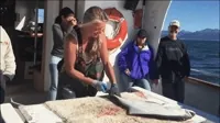 Halibut Filleting GIF