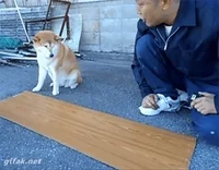 Collaboration GIF