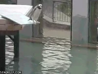 Penguin Fail GIF by Cheezburger