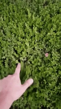 Kittens Bush GIF