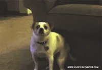 Perro GIF
