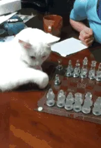 Noob Pawns GIF