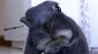 Close Up Eating GIF