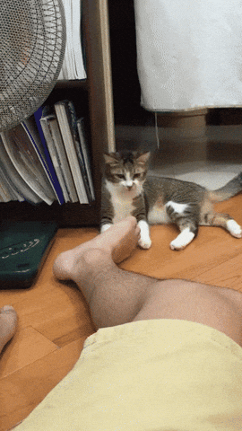  GIF