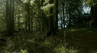 Forest GIF
