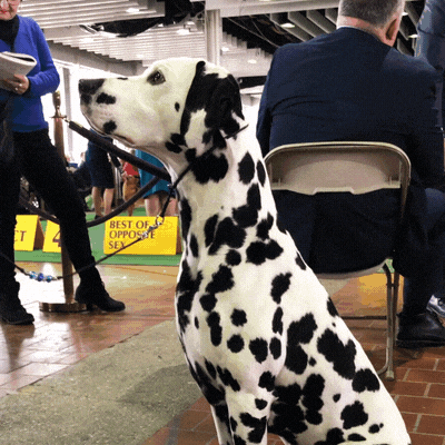 dog show GIF by Westminster Kennel Club