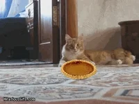 Pie GIF