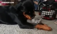 Cat Dog GIF