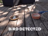 Birds Python GIF
