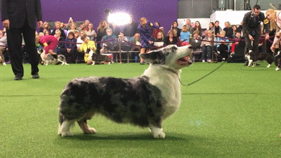 dog show dogs GIF by Westminster Kennel Club