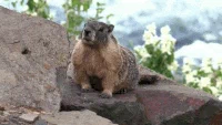 Beaver GIF