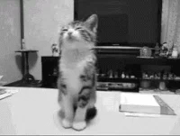 Sleepy Cat GIF