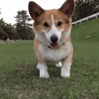 Doggo GIF
